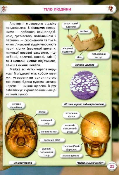 Книга Алина Котка «КнигУсе про тіло людини. 1000 цікавих фактів» 978-966-936-836-2