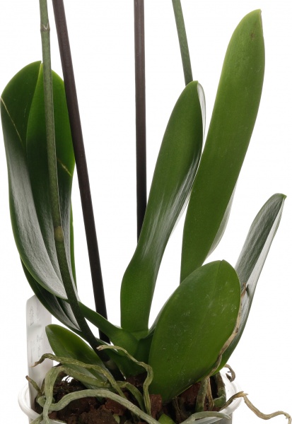 Растение комнатное Фаленопсис микс 1 ствол 12/60-70