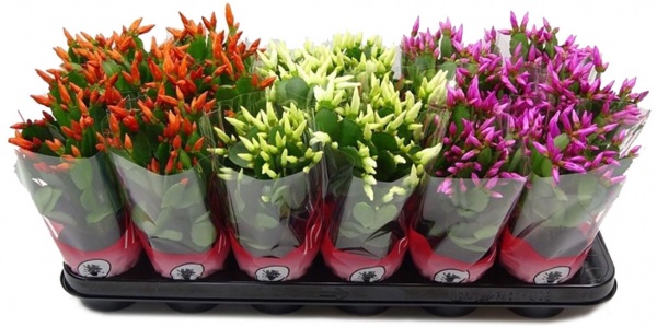 Рослина кімнатна Шлюмбергера d11/h20 мікс