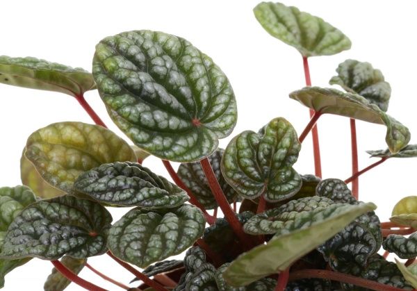 Рослина кімнатна Пеперомія сортова 11x20 см