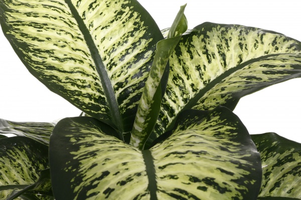 Растение комнатное Диффенбахия Тропик Сноу 24/90