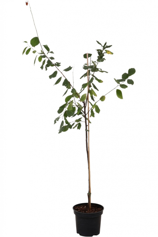 Саженец сливы 1р (C7)