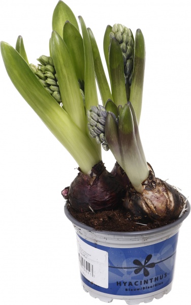 Растение комнатное Гиацинт микс 3рр 12/15