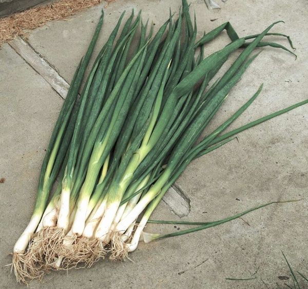 Семена Професійне насіння лук-резанец Винтер Силвер на перо 200 шт. (4823058208640)