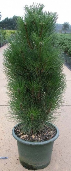 Растение Сосна черная / Pinus nigra Green Tower, C15