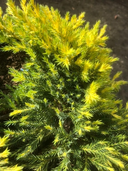 Растение Можжевельник средний Daub's Frosted (V19-F21 50-60 C10)