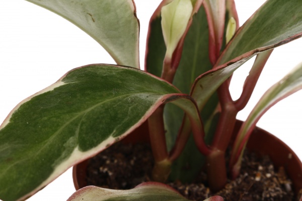 Рослина кімнатна Плантмікс 09//20