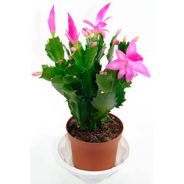 Растение Шлюмбергера микс 9/20