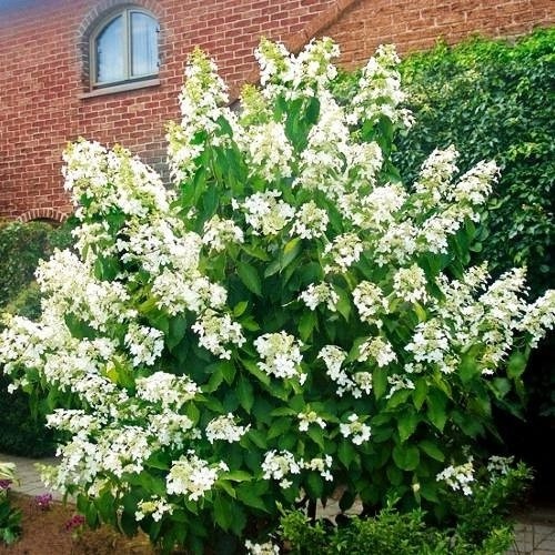 Растение Гортензия метельчатая Левана/ HYDRANGEA paniculata Levana С10/Н80-120