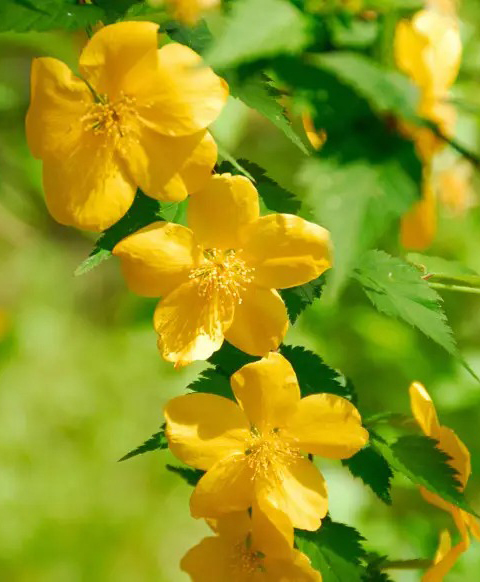 Растение Керрия японская Голден Гвинеа/ Kerria japonica 'Golden Guinea' /С10 Н 60-80