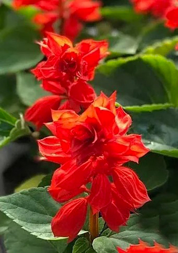 Рослина Сальвія d9