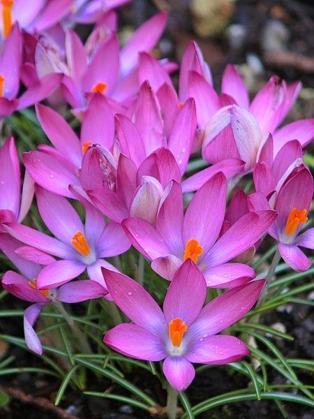 Клубнелуковица TUBERBULB Export B.V. крокуса Розеус 4 шт. 