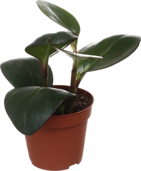 Рослина кімнатна Плантмікс 09//20