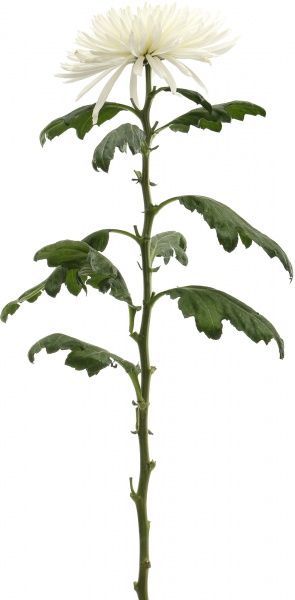 Рослина Хризантема Анастасія біла 1 бутон
