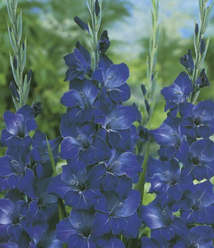 Цибулина Яскрава Гладіолус Violetta 3 шт. 