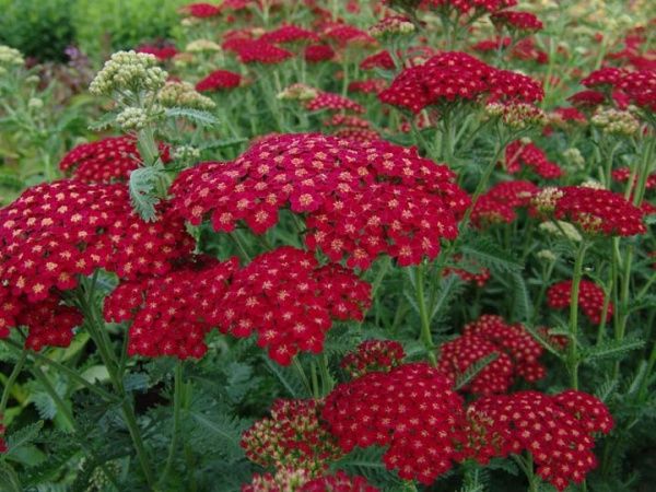 Растение Тысячелистник 'Red velvet'
