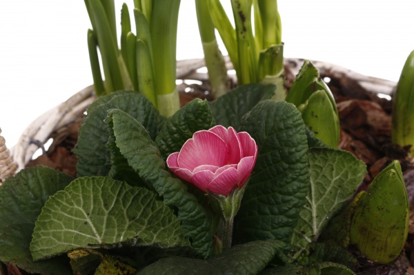 Рослина кімнатна Кошик №18 Гіацинт 3+Нарцис 3+Примула 24,5х40 см