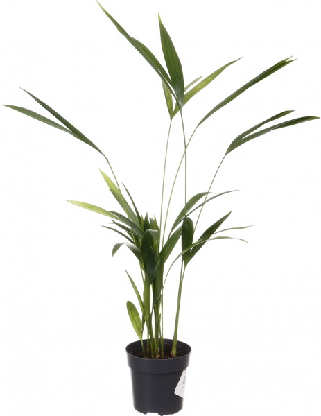 Растение комнатное Пальма Арека 9/35