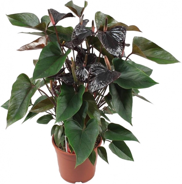 Рослина кімнатна Антуріум Black Queen 17/60
