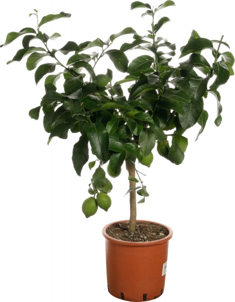 Рослина кімнатна Цитрус 22/80 цедро