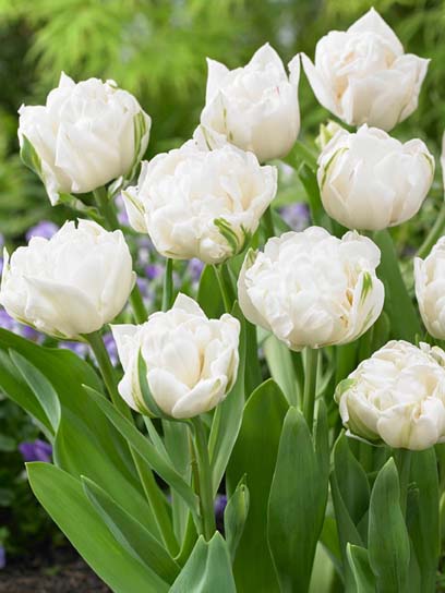 Луковица тюльпана махрового позднего Маунт Такома 3 шт. 