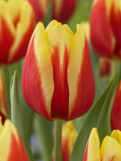 Луковица тюльпана триумф Жан Сейнет 3 шт. 