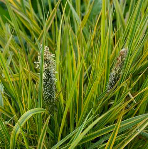 Растение Лисохвост Aureovariegatus С2