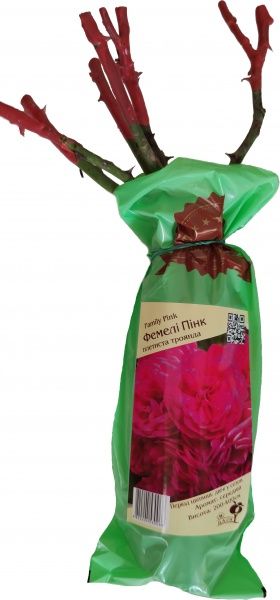 Саджанець ДАЧкА Троянда плетиста Фемелі Пінк