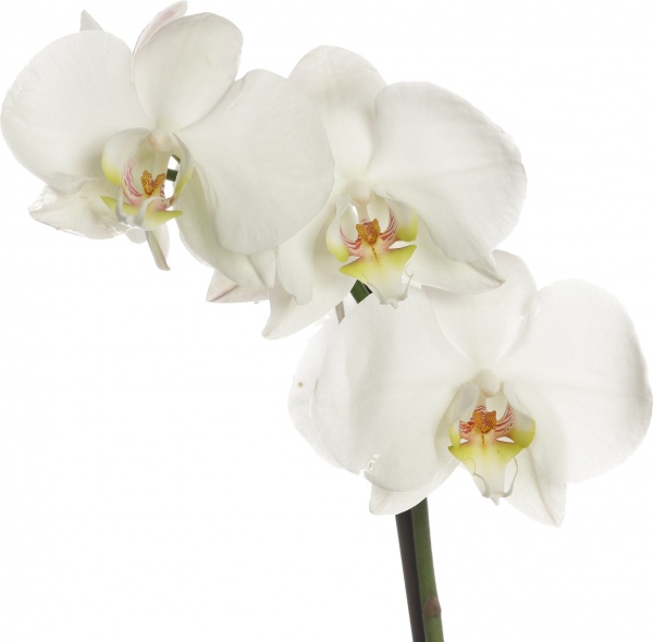 Растение комнатное Фаленопсис микс 1рр, 3/5 + 12/50