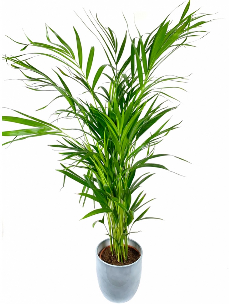 Рослина кімнатна Діпсис 10x50