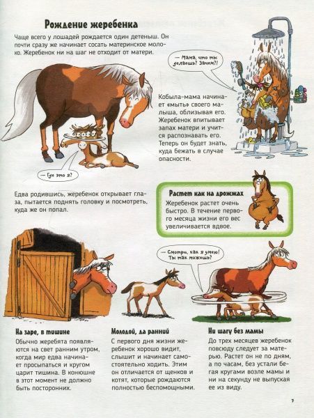 Книга «Книга Коні.Про що говорять тварини.»