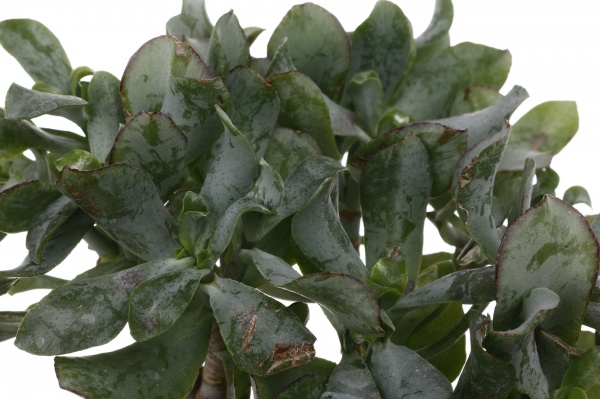 Растение комнатное Красулла микс 12х18 см