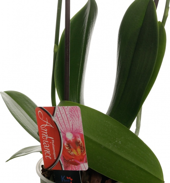 Растение комнатное Фаленопсис микс 1рр, 3/5 + 12/50