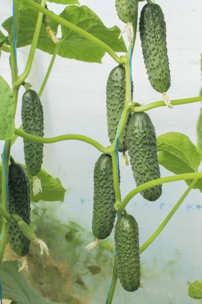 Семена Професійне насіння огурец Туми F1 10 шт. (4820176692795)