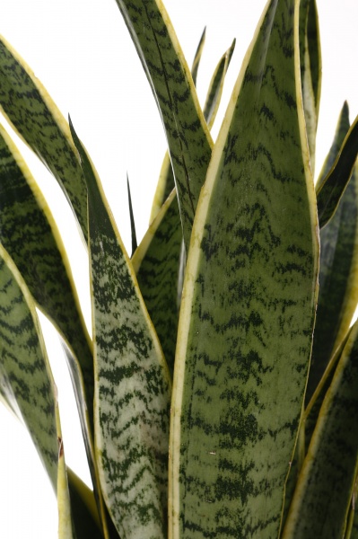 Растение комнатное Сансевьерия Лауренти 17/70