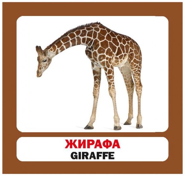 Книга «Навчальний посібник. Дикі тварини. англ-укр»