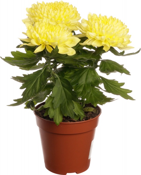 Рослина кімнатна Хризантема 14/45 Зембла