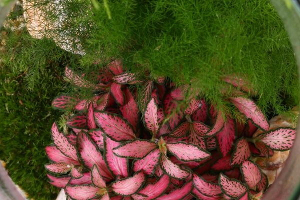 Рослина декоративна Тераріум у пляшці 17/25