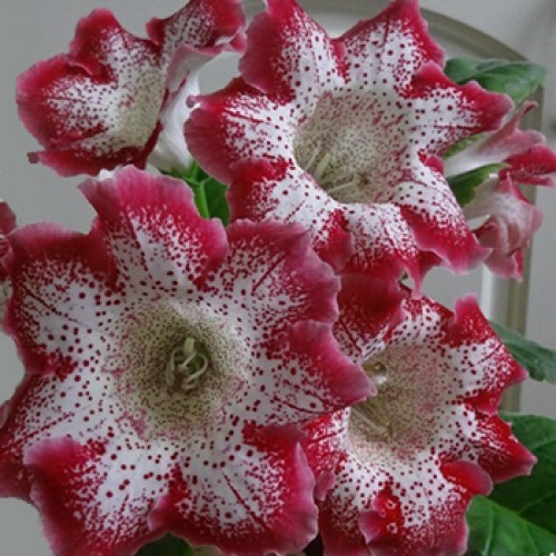 Цибулина Яскрава Глоксінія Tigre Red