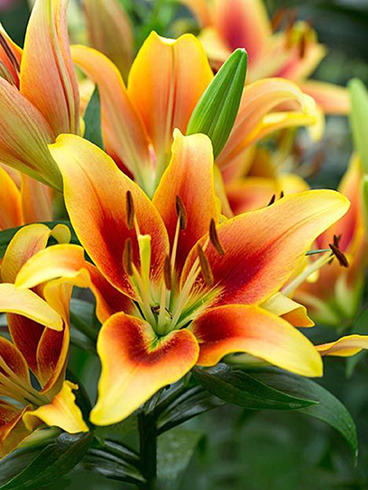 Цибулина Амсонія Бі Ві лілії ОА Кавері 1 шт.