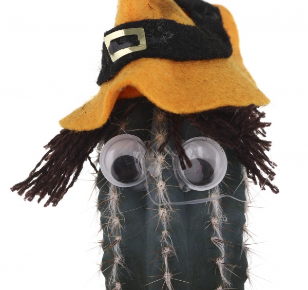 Растение Кактус в хелоуин шляпе 6/8
