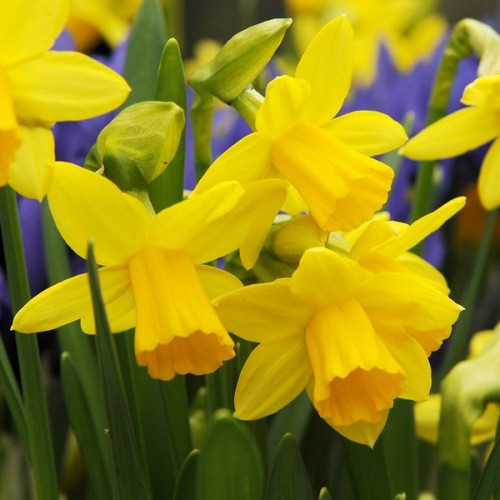 Растение комнатное 