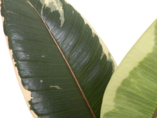 Растение Фикус эластика Тинеке 12/40