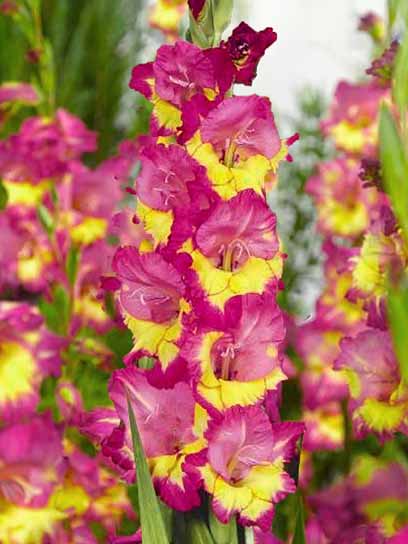 Клубнелуковица гладиолуса Фар Вест 3 шт. 