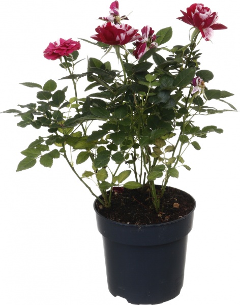 Рослина кімнатна Троянда Парад мікс 10/25