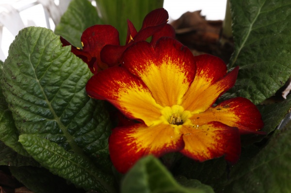 Растение Гиацинт + Примула + Нарцисс 3 овал сердце в корзине