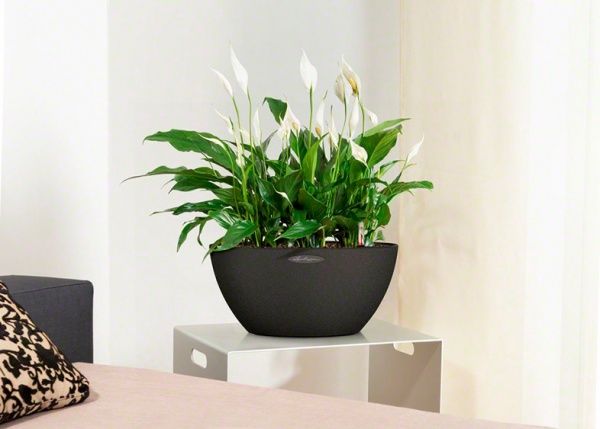 Вазон декоративный Lechuza Cubeto Color 40 круглый 3/11,5л графитово-черный (13842) 