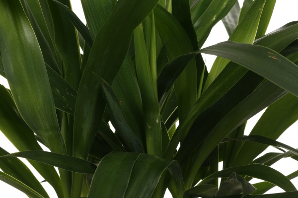 Растение Юкка 15/50 джут