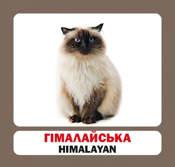 Книга «Навчальний посібник. Коти. англ-укр»