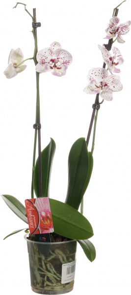 Растение комнатное Фаленопсис микс 1рр, 3/5 + 12/50
